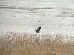 -野鸭湖国家湿地公园
