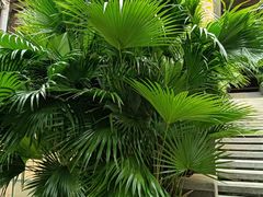 -三亚湾红树林国际会展中心(演出售票)