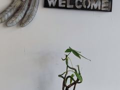 -参差咖啡(水果湖公园店)