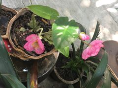 -茂德公草堂