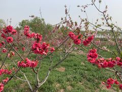 -西青郊野公园