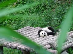 -中国大熊猫保护研究中心雅安碧峰峡基地