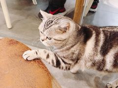 -吉丁鸟咖·异宠·寄养