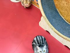 -和它·交个朋友·狗咖猫咖(爱琴海店)