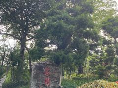 -名树园