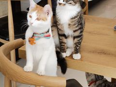 -平行世界·猫咖(首经贸店)