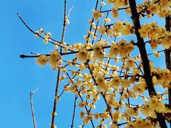 -三圣花乡旅游区