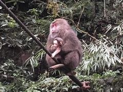 -西岭雪山大飞水景区