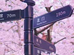 -顾村公园