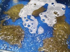 -姜君·千岛湖鱼头馆(浦东大道店)