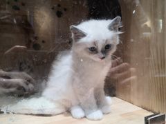 -喵喵咪呀布偶猫咖(春熙路店)