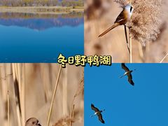 -野鸭湖国家湿地公园