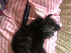 -翊宠yipet猫狗购宠庄园犬舍•猫舍