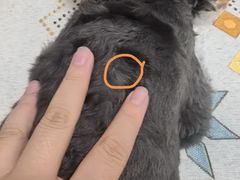 -安安宠医宠物医院·异宠·犬猫内科(岳阳分院)