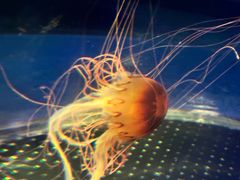 -重庆欢乐海底世界