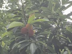 -洋湖国家湿地公园