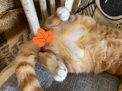 -海边的猫和咖啡馆