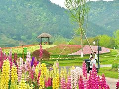 -径山花海