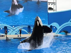 -上海海昌海洋公园