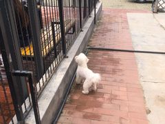 -趣玩宠物乐园寄养训犬训狗游泳池