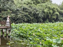 -龙头寺公园