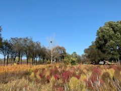 -野鸭湖国家湿地公园