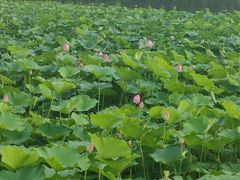 -大兴滨河森林公园