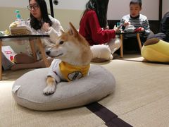 -逗柴咖啡屋·狗咖猫咖宠物桌游