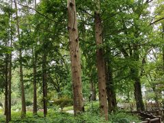 -素山寺森林公园