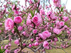 -莲花池公园