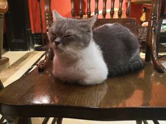 -猫色咖啡·猫咖