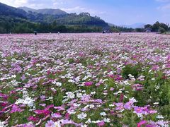-径山花海