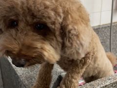 -集宠猫柠宠物生活馆