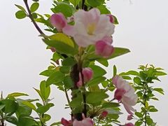 -海棠花溪(元大都城垣遗址公园)
