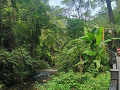 -江西阳明山国家森林公园