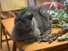 -Rabbit Cafe私房西餐甜点咖啡(栖霞路店)