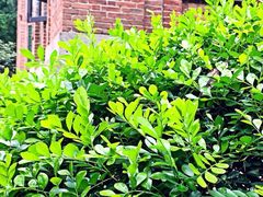 iphone_upload_pic-中山大学学者灵芝(园南路店)