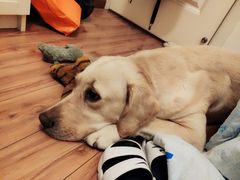 -帕帕拉兹宠物(亚洲旗舰店)