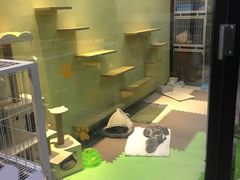 -东方名猫馆·英短金渐层布偶猫舍(环线广场1号楼店)