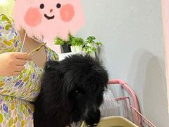 -我爱猫咪·猫咖·狗咖·安哥拉兔·羊驼咖(小寨华旗店)