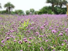 -瑶湖郊野森林公园