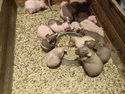 点击看大图 -酷嗒动物文化乐园(cutezoo西溪乐天城店)