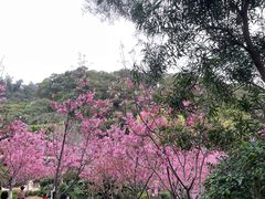 -狐尾山公园