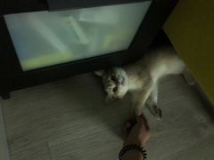 -猫大福·Fortune Cat猫舍(百子湾店)