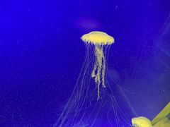 -上海海洋水族馆