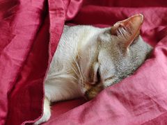 -纳吉亚猫专科动物诊疗中心(蒋宅口分院)