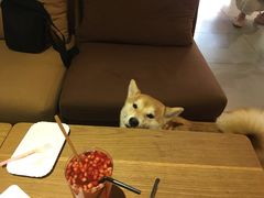 -柴务处·柴犬主题狗咖