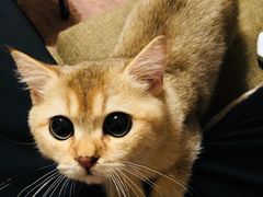 -猫大福·Fortune Cat猫舍(百子湾店)
