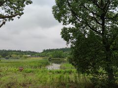 -东平国家森林公园