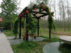 -合肥滨湖国家森林公园